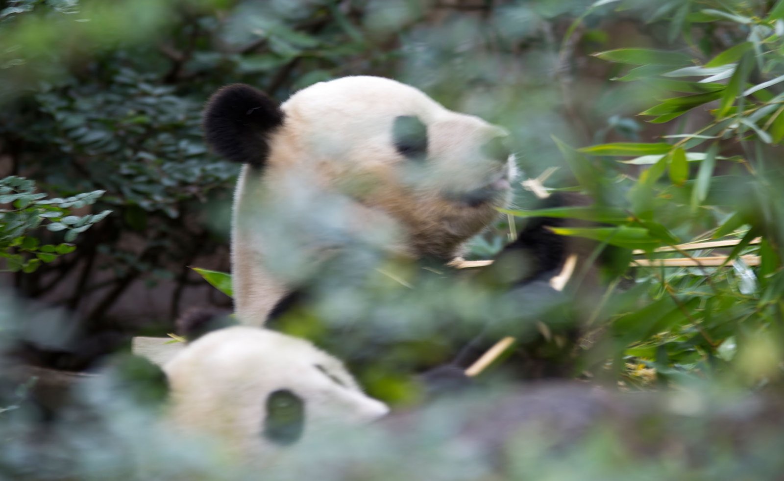 San Diego Zoo Part I 187